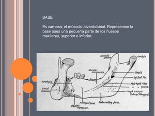 BASE
Es carnosa; el músculo alveololabial. Representan la
base ósea una pequeña parte de los huesos
maxilares, superior e inferior.