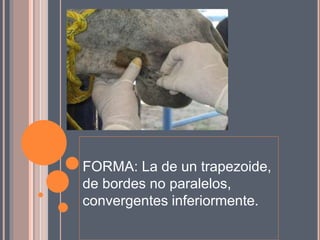 FORMA: La de un trapezoide,
de bordes no paralelos,
convergentes inferiormente.