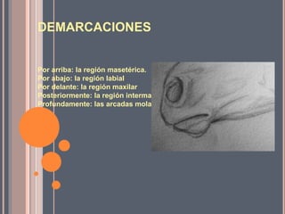 DEMARCACIONES
Por arriba: la región masetérica.
Por abajo: la región labial
Por delante: la región maxilar
Posteriormente: la región intermaxilar
Profundamente: las arcadas molares y cavidad bucal
