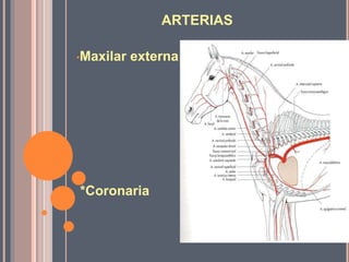 ARTERIAS
•Maxilar externa
*Coronaria