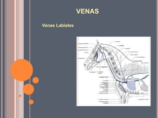 VENAS
•Venas Labiales
