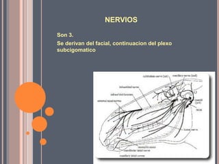NERVIOS
Son 3.
Se derivan del facial, continuacion del plexo
subcigomatico