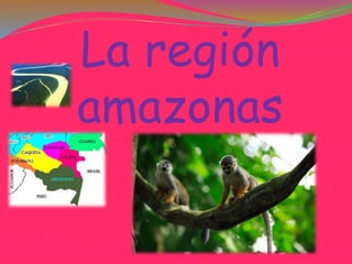 La región
amazonas
 