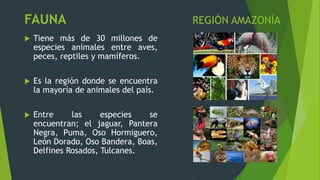 FAUNA REGIÓN AMAZONÍA
 Tiene más de 30 millones de
especies animales entre aves,
peces, reptiles y mamíferos.
 Es la reg...