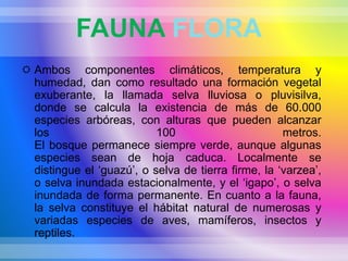 FAUNA FLORA
 Ambos componentes climáticos, temperatura y
humedad, dan como resultado una formación vegetal
exuberante, la llamada selva lluviosa o pluvisilva,
donde se calcula la existencia de más de 60.000
especies arbóreas, con alturas que pueden alcanzar
los 100 metros.
El bosque permanece siempre verde, aunque algunas
especies sean de hoja caduca. Localmente se
distingue el ‘guazú’, o selva de tierra firme, la ‘varzea’,
o selva inundada estacionalmente, y el ‘igapo’, o selva
inundada de forma permanente. En cuanto a la fauna,
la selva constituye el hábitat natural de numerosas y
variadas especies de aves, mamíferos, insectos y
reptiles.
 