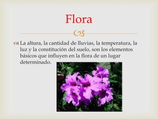 Flora

 La altura, la cantidad de lluvias, la temperatura, la
luz y la constitución del suelo, son los elementos
básicos que influyen en la flora de un lugar
determinado.

 