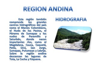 Esta región tambiénEsta región también
comprende los grandescomprende los grandes
centros hidrográficos del paíscentros hidrográficos del país
como el Macizo Colombiano,como el Macizo Colombiano,
el Nudo de los Pastos, elel Nudo de los Pastos, el
Páramo de Sumapaz y losPáramo de Sumapaz y los
nudos de Paramillo ynudos de Paramillo y
Saturbán, donde nacenSaturbán, donde nacen
importantes ríos, como elimportantes ríos, como el
Magdalena, Cauca, Caquetá,Magdalena, Cauca, Caquetá,
Patía, Sinú, San Jorge,Patía, Sinú, San Jorge,
Sumapaz, Putumayo y Lebrija.Sumapaz, Putumayo y Lebrija.
Sobre la región andinaSobre la región andina
descansan las lagunas dedescansan las lagunas de
Tota, La Cocha y Fúquene.Tota, La Cocha y Fúquene.
 