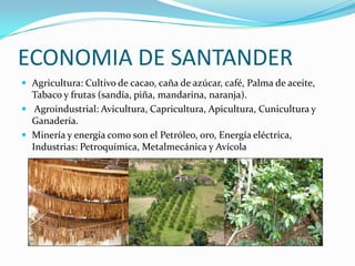 ECONOMIA DE SANTANDER
 Agricultura: Cultivo de cacao, caña de azúcar, café, Palma de aceite,
Tabaco y frutas (sandía, piña, mandarina, naranja).
 Agroindustrial: Avicultura, Capricultura, Apicultura, Cunicultura y
Ganadería.
 Minería y energía como son el Petróleo, oro, Energía eléctrica,
Industrias: Petroquímica, Metalmecánica y Avícola
 