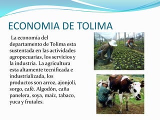 ECONOMIA DE TOLIMA
La economía del
departamento de Tolima esta
sustentada en las actividades
agropecuarias, los servicios y
la industria. La agricultura
esta altamente tecnificada e
industrializada, los
productos son arroz, ajonjolí,
sorgo, café. Algodón, caña
panelera, soya, maíz, tabaco,
yuca y frutales.
 