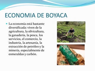ECONOMIA DE BOYACA
 La economía está bastante
diversificada: viven de la
agricultura, la silvicultura,
la ganadería, la pesca, los
servicios, el comercio, la
industria, la artesanía, la
extracción de petróleo y la
minería, especialmente de
esmeraldas y carbón.
 