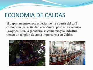 ECONOMIA DE CALDAS
El departamento crece especialmente a partir del café
como principal actividad económica, pero no es la única.
La agricultura, la ganadería, el comercio y la industria,
tienen un renglón de suma importancia en Caldas.
 