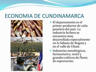 ECONOMIA DE CUNDINAMARCA
 El departamento es el
primer productor de caña
panelera del país. La
industria lechera se
encuentra muy
desarrollada especialmente
en la Sabana de Bogotá y
en el valle de Ubaté.
 Industrias metalúrgicas,
farmacéutica, textil y
grandes cultivos de flores
de exportación.
 