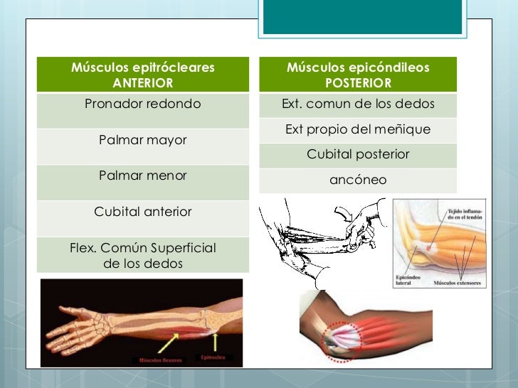 Region Antebraquial Anterior Y Posterior region-antebraquial-anterior-y-posterior
