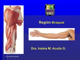 Región BraquialBraquial
Dra. Iraima M. Acuña G.
CD Anatomía Sobotta
 