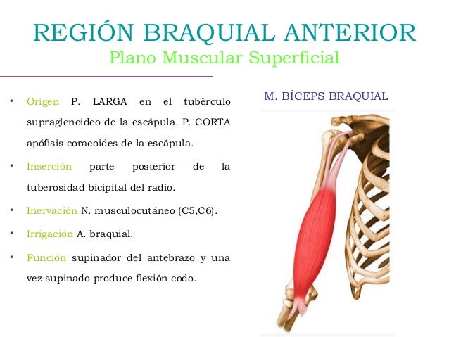 Región braquial anterior y posterior