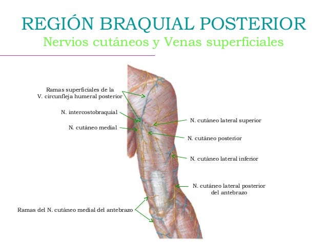 Región braquial anterior y posterior