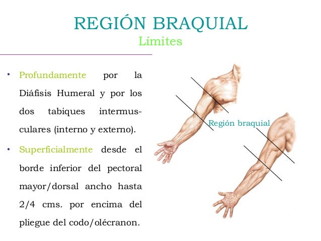 Región braquial anterior y posterior