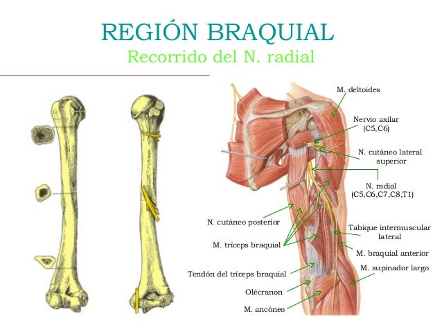 Región braquial anterior y posterior