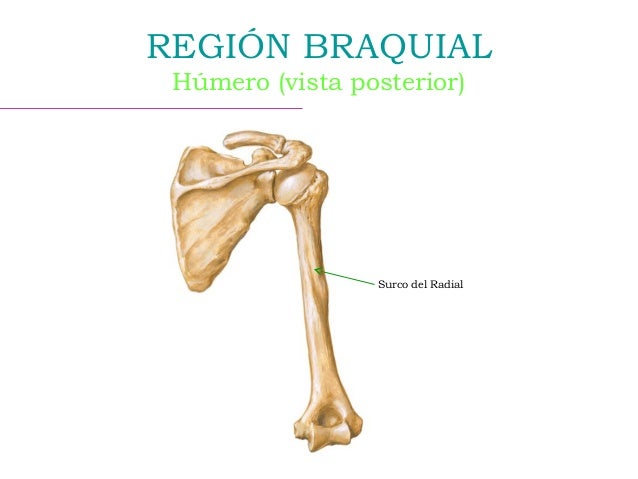 Región braquial anterior y posterior