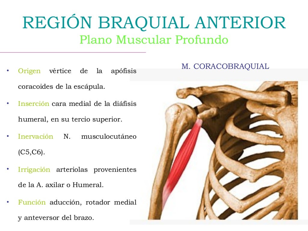 Region Braquial Anterior Y Posterior