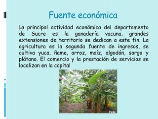 Fuente económica
La principal actividad económica del departamento
de Sucre es la ganadería vacuna, grandes
extensiones de territorio se dedican a este fin. La
agricultura es la segunda fuente de ingresos, se
cultiva yuca, ñame, arroz, maíz, algodón, sorgo y
plátano. El comercio y la prestación de servicios se
localizan en la capital
 