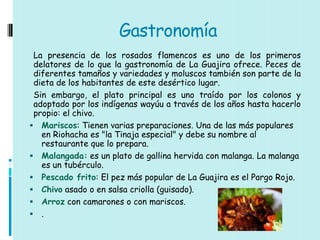 Gastronomía
 La presencia de los rosados flamencos es uno de los primeros
 delatores de lo que la gastronomía de La Guajira ofrece. Peces de
 diferentes tamaños y variedades y moluscos también son parte de la
 dieta de los habitantes de este desértico lugar.
 Sin embargo, el plato principal es uno traído por los colonos y
 adoptado por los indígenas wayúu a través de los años hasta hacerlo
 propio: el chivo.
 Mariscos: Tienen varias preparaciones. Una de las más populares
   en Riohacha es "la Tinaja especial" y debe su nombre al
   restaurante que lo prepara.
 Malangada: es un plato de gallina hervida con malanga. La malanga
   es un tubérculo.
 Pescado frito: El pez más popular de La Guajira es el Pargo Rojo.
 Chivo asado o en salsa criolla (guisado).
 Arroz con camarones o con mariscos.
 .
 