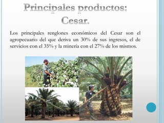 Los principales renglones económicos del Cesar son el 
agropecuario del que deriva un 30% de sus ingresos, el de 
servicios con el 35% y la minería con el 27% de los mismos. 
 