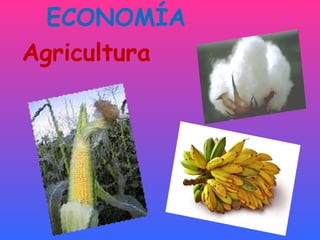 ECONOMÍA  Agricultura 