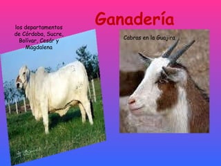 Ganadería los departamentos de Córdoba, Sucre, Bolívar, Cesár y Magdalena Cabras en la Guajira 