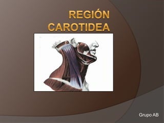 Región  carotidea Grupo AB 