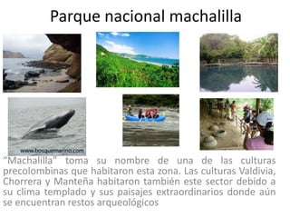 Parque nacional machalilla




“Machalilla” toma su nombre de una de las culturas
precolombinas que habitaron esta zona. Las culturas Valdivia,
Chorrera y Manteña habitaron también este sector debido a
su clima templado y sus paisajes extraordinarios donde aún
se encuentran restos arqueológicos
 