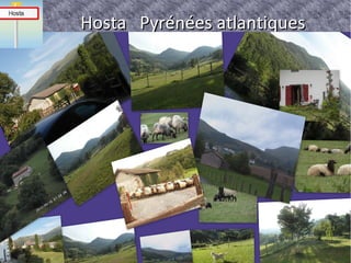 Hosta Pyrénées atlantiques

le 07/04/2013 a 11 heure 51

fait par lucien g,

 