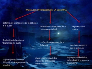 MUSCULOS INTRINSECOS DE  LA COLUMNA Extensores y rotadores de la cabeza Y el cuello Esplenios de la cabeza Esplenios del cuello Capa superficial de los Músculos intrínsecos de la espalda Extensores y rotadores de la columna vertebral músculos erectores de la Columna Capa intermedia de los  músculos intrínsecos  de la columna Segmentarios cortos Intertransversos e interespinosos Capa profunda de los músculos intrinsecos de la columna 