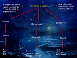Erector de la Columna Cresta sacra media , apof espinosa de “L”(s), T11-T12, lig supraespinoso cara int porcion  dorsal cresta iliaca  y cresta sacra lat Iliocostal Dorsal Largo Epiespinoso Externo Intermedio Interna I. L  I.D I.C D.L T Cervical Trans Complexo menor E.T E.Cuello E. Cabeza 