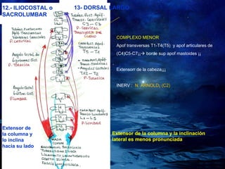 13- DORSAL LARGO 12.- ILIOCOSTAL o SACROLUMBAR Extensor de la columna y lo inclina hacia su lado Extensor de la columna y la inclinación lateral es menos pronunciada  COMPLEXO MENOR Apof transversas T1-T4(T5)  y apof articulares de  (C4)C5-C7¡¡   borde sup apof mastoides ¡¡ Extensorr de la cabeza¡¡¡ INERV :  N. ARNOLD¡ (C2) 