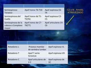 C2 o N . Arnold¡ ATRAVEZADO Semiespinoso Toraxico Apof transv T6-T10 Apof espinosa C6-T4 Semiespinoso del Cuello Apof transv de T1-T5(T6) Apof espinosa C2-C5 Semiespinoso de la cabeza o Complexo mayor Apof transv de C7-T6(T7) Apof articulares C4-C6 Rotadores L Proceso mamilar de vertebra lumbar Apof espinosa VL Rotadores T Apof T verte toraxicas Apof espinosa VD Rotadores C Apof articulares de V C Apof espinosa de VC 