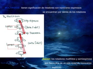 MULTIFIDOS:  tienen significación de rotadores son transverso espinosos se encuentran por detrás de los rotadores Acciòn:   los rotadores multifidos y semiespinoso  son fascículos de un solo músculo transverso  espinoso 