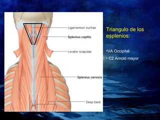 Triangulo de los esplenios: VA Occipital C2 Arnold mayor 