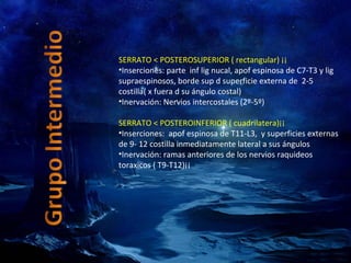 SERRATO < POSTEROSUPERIOR   ( rectangular) ¡¡ Inserciones: parte  inf lig nucal, apof espinosa de C7-T3 y lig supraespinosos, borde sup d superficie externa de  2-5 costilla( x fuera d su ángulo costal) Inervación: Nervios intercostales (2º-5º) SERRATO < POSTEROINFERIOR ( cuadrilatera)¡¡ Inserciones:  apof espinosa de T11-L3,  y superficies externas de 9- 12 costilla inmediatamente lateral a sus ángulos Inervación: ramas anteriores de los nervios raquideos toraxicos ( T9-T12)¡¡ 