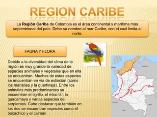 La Región Caribe de Colombia es el área continental y marítima más
  septentrional del país. Debe su nombre al mar Caribe, con el cual limita al
                                    norte.



         FAUNA Y FLORA

Debido a la diversidad del clima de la
región es muy grande la variedad de
especies animales y vegetales que en ella
se encuentran. Muchas de estas especies
se encuentran en vía de extinción (como
los manatíes y la guartinaja). Entre los
animales más predominantes se
encuentran el tigrillo, el mico tití, la
guacamaya y varias especies de
serpientes. Cabe destacar que también en
los ríos se encuentran especies como el
bocachico y el caimán.
 