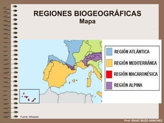 REGIONES BIOGEOGRÁFICAS Mapa Prof. ISAAC BUZO SÁNCHEZ Fuente: Wikipedia 