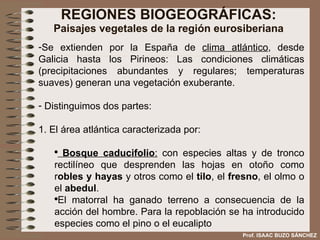 REGIONES BIOGEOGRÁFICAS: Paisajes vegetales de la región eurosiberiana Se extienden por la España de  clima atlántico , desde Galicia hasta los Pirineos: Las condiciones climáticas (precipitaciones abundantes y regulares; temperaturas suaves) generan una vegetación exuberante. Distinguimos dos partes: 1. El área atlántica caracterizada por: Bosque caducifolio :  con especies altas y de tronco rectilíneo que desprenden las hojas en otoño como r obles y   hayas  y otros como el  tilo , el  fresno , el olmo o el  abedul .  El matorral ha ganado terreno a consecuencia de la acción del hombre. Para la repoblación se ha introducido especies como el pino o el eucalipto Prof. ISAAC BUZO SÁNCHEZ 