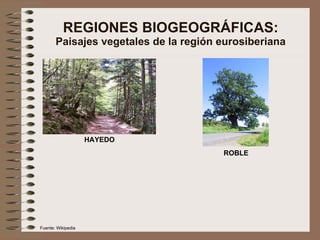 REGIONES BIOGEOGRÁFICAS: Paisajes vegetales de la región eurosiberiana HAYEDO ROBLE Fuente: Wikipedia 