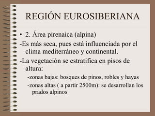 REGIÓN EUROSIBERIANA 2. Área pirenaica (alpina) -Es más seca, pues está influenciada por el clima mediterráneo y continental. -La vegetación se estratifica en pisos de altura: -zonas bajas: bosques de pinos, robles y hayas -zonas altas ( a partir 2500m): se desarrollan los prados alpinos 