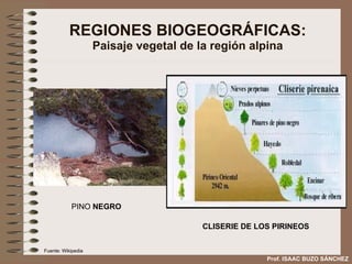 REGIONES BIOGEOGRÁFICAS: Paisaje vegetal de la región alpina CLISERIE DE LOS PIRINEOS PINO  NEGRO Prof. ISAAC BUZO SÁNCHEZ Fuente: Wikipedia 