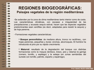 REGIONES BIOGEOGRÁFICAS: Paisajes vegetales de la región mediterránea Se extienden por la zona de clima mediterráneo tanto interior como de costa. Las características climáticas, con escasez e irregularidad de las precipitaciones y acusada sequía estival, hacen que las especies vegetales predominantes sean xerófilas (es decir, adaptadas para resistir la sequía) y de hoja perenne. Formaciones vegetales características:  Bosque perennifolios : de mediana altura, tronco no rectilíneo,, con hojas perennes, pequeñas y duras: encinas, alcornoques. El hombre ha introducido el pino por su rápido crecimiento. Matorral:  resultado de la degradación del bosque con distintas formaciones como la maquia (lentisco, brezo, jara y retama) la garriga (romero, tomillo, y espliego) y la estepa (en zonas semiáridas del sureste con tomillo, palmito, esparto y espárrago). Prof. ISAAC BUZO SÁNCHEZ 