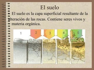 El suelo El suelo es la capa superficial resultante de la  alteración de las rocas. Contiene seres vivos y materia orgánica. 