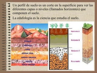 Un perfil de suelo es un corte en la superficie para ver las diferentes capas o niveles (llamados horizontes) que componen el suelo.  La edafología es la ciencia que estudia el suelo. 