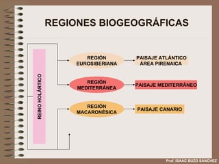 REGIONES BIOGEOGRÁFICAS Prof. ISAAC BUZO SÁNCHEZ REINO HOLÁRTICO REGIÓN EUROSIBERIANA REGIÓN MEDITERRÁNEA REGIÓN MACARONÉSICA PAISAJE ATLÁNTICO ÁREA PIRENAICA  PAISAJE MEDITERRÁNEO PAISAJE CANARIO 