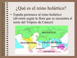 ¿Qué es el reino holártico? España pertenece al reino holártico (división según la flora que se encuentra al norte del Trópico de Cancer) 